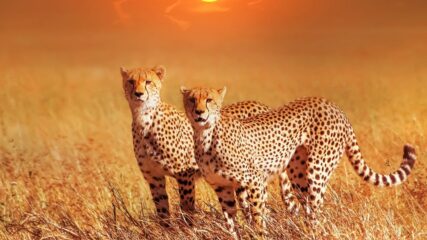 Južna Afrika, Viktorijini slapovi i safari u Bocvani