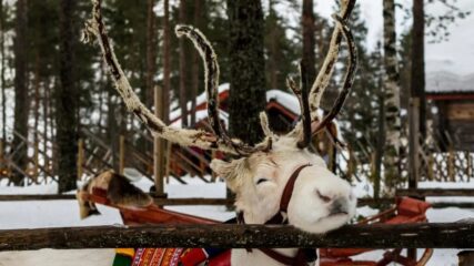 ROVANIEMI i LEDOLOMAC – posebnim zrakoplovom iz Zagreba